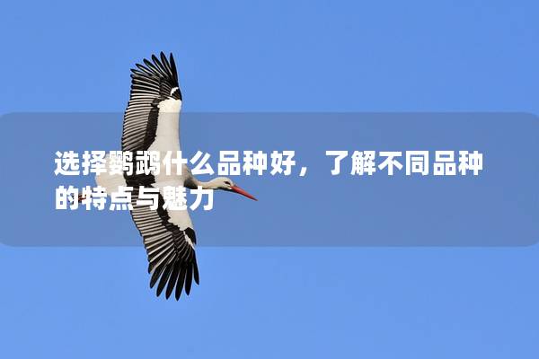 选择鹦鹉什么品种好，了解不同品种的特点与魅力