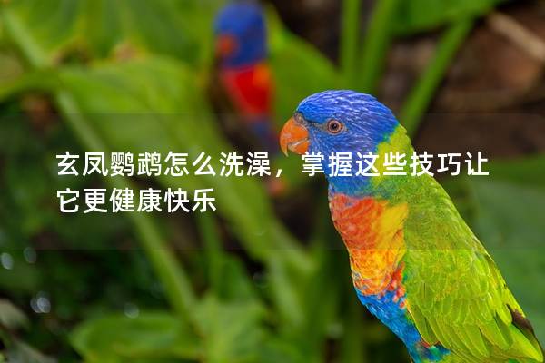 玄凤鹦鹉怎么洗澡，掌握这些技巧让它更健康快乐