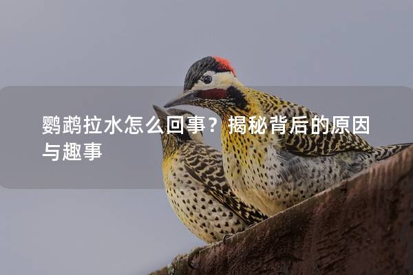 鹦鹉拉水怎么回事？揭秘背后的原因与趣事