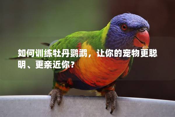 如何训练牡丹鹦鹉，让你的宠物更聪明、更亲近你？