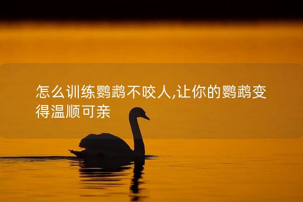怎么训练鹦鹉不咬人,让你的鹦鹉变得温顺可亲