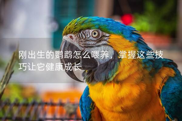 刚出生的鹦鹉怎么喂养，掌握这些技巧让它健康成长