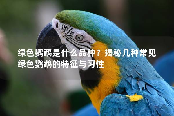 绿色鹦鹉是什么品种？揭秘几种常见绿色鹦鹉的特征与习性