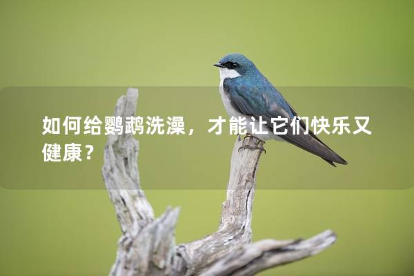 如何给鹦鹉洗澡，才能让它们快乐又健康？