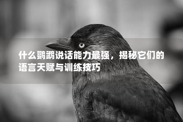 什么鹦鹉说话能力最强，揭秘它们的语言天赋与训练技巧