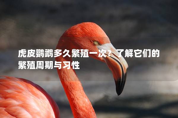虎皮鹦鹉多久繁殖一次？了解它们的繁殖周期与习性
