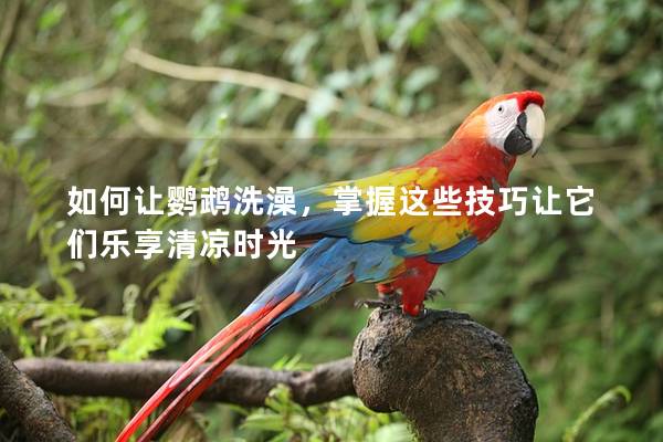 如何让鹦鹉洗澡，掌握这些技巧让它们乐享清凉时光