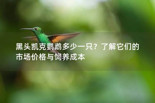 黑头凯克鹦鹉多少一只？了解它们的市场价格与饲养成本