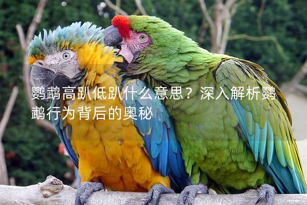 鹦鹉高趴低趴什么意思？深入解析鹦鹉行为背后的奥秘