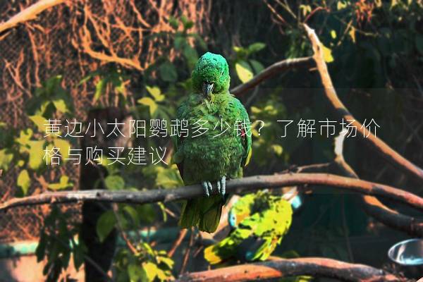 黄边小太阳鹦鹉多少钱？了解市场价格与购买建议