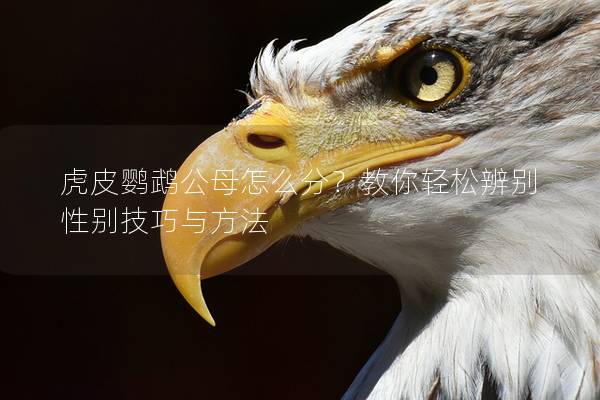 虎皮鹦鹉公母怎么分？教你轻松辨别性别技巧与方法
