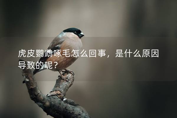 虎皮鹦鹉啄毛怎么回事，是什么原因导致的呢？