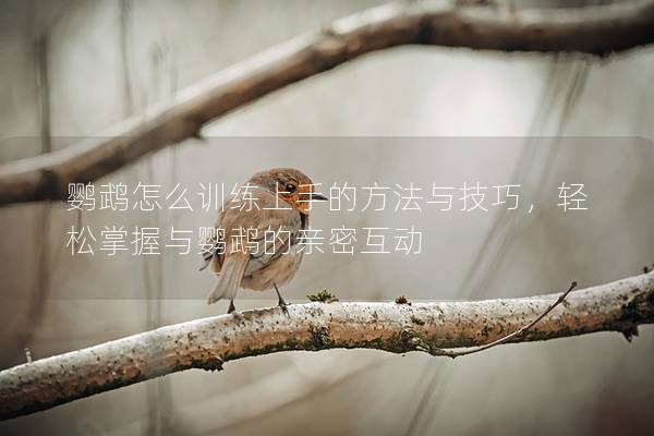 鹦鹉怎么训练上手的方法与技巧，轻松掌握与鹦鹉的亲密互动