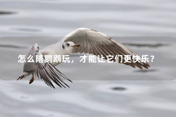 怎么陪鹦鹉玩，才能让它们更快乐？