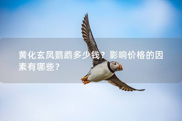 黄化玄凤鹦鹉多少钱？影响价格的因素有哪些？