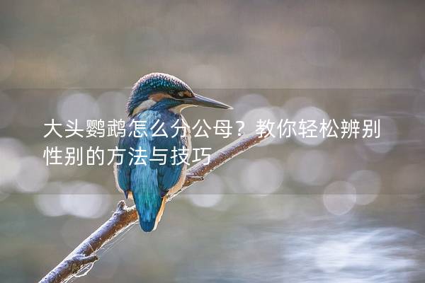 大头鹦鹉怎么分公母？教你轻松辨别性别的方法与技巧