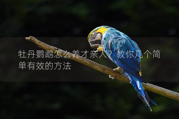 牡丹鹦鹉怎么养才亲人？教你几个简单有效的方法