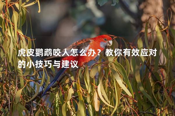 虎皮鹦鹉咬人怎么办？教你有效应对的小技巧与建议