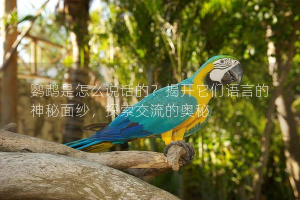 鹦鹉是怎么说话的？揭开它们语言的神秘面纱，探索交流的奥秘