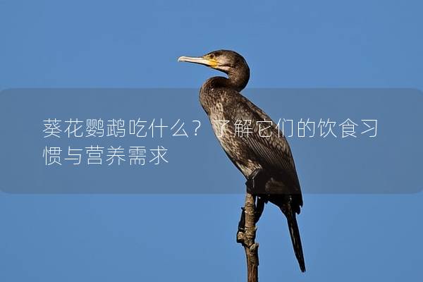 葵花鹦鹉吃什么？了解它们的饮食习惯与营养需求