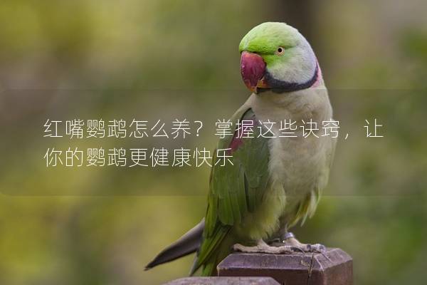 红嘴鹦鹉怎么养？掌握这些诀窍，让你的鹦鹉更健康快乐