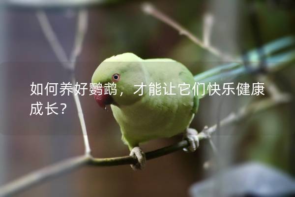 如何养好鹦鹉，才能让它们快乐健康成长？