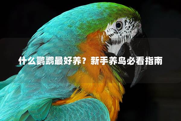 什么鹦鹉最好养？新手养鸟必看指南