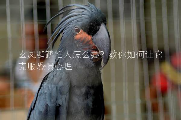玄凤鹦鹉怕人怎么办？教你如何让它克服恐惧心理