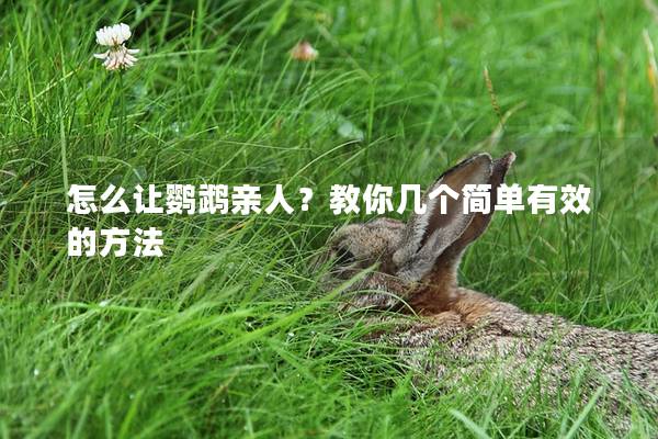 怎么让鹦鹉亲人？教你几个简单有效的方法