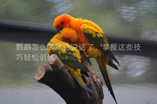 鹦鹉怎么养就会说话了，掌握这些技巧轻松训练