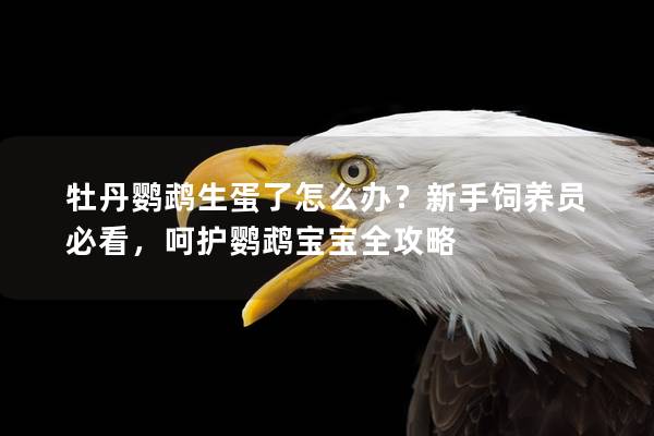 牡丹鹦鹉生蛋了怎么办？新手饲养员必看，呵护鹦鹉宝宝全攻略