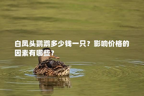 白凤头鹦鹉多少钱一只？影响价格的因素有哪些？