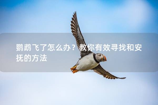 鹦鹉飞了怎么办？教你有效寻找和安抚的方法
