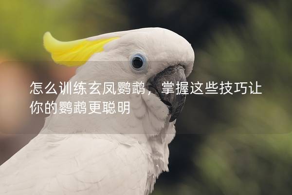 怎么训练玄凤鹦鹉，掌握这些技巧让你的鹦鹉更聪明