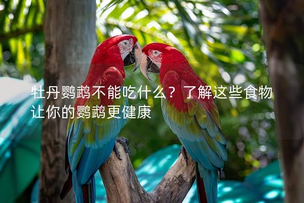 牡丹鹦鹉不能吃什么？了解这些食物让你的鹦鹉更健康