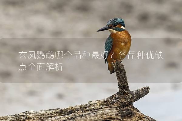 玄凤鹦鹉哪个品种最好？各品种优缺点全面解析