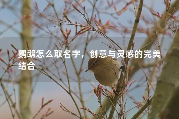 鹦鹉怎么取名字，创意与灵感的完美结合