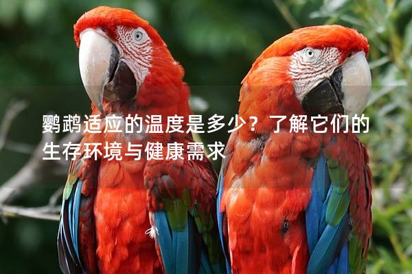 鹦鹉适应的温度是多少？了解它们的生存环境与健康需求