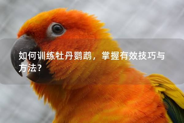 如何训练牡丹鹦鹉，掌握有效技巧与方法？