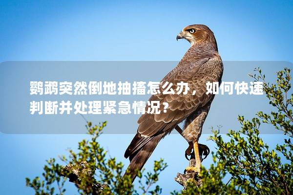 鹦鹉突然倒地抽搐怎么办，如何快速判断并处理紧急情况？