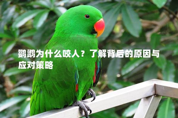 鹦鹉为什么咬人？了解背后的原因与应对策略