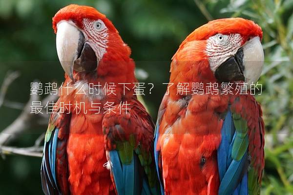 鹦鹉什么时候下蛋？了解鹦鹉繁殖的最佳时机与条件