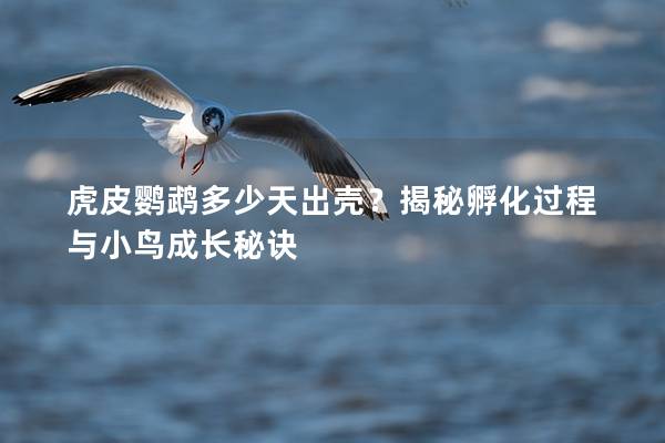 虎皮鹦鹉多少天出壳？揭秘孵化过程与小鸟成长秘诀
