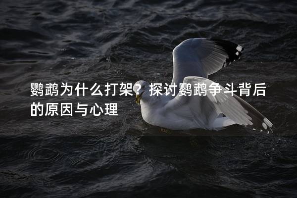 鹦鹉为什么打架？探讨鹦鹉争斗背后的原因与心理