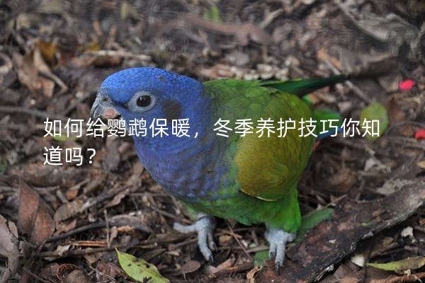 如何给鹦鹉保暖，冬季养护技巧你知道吗？