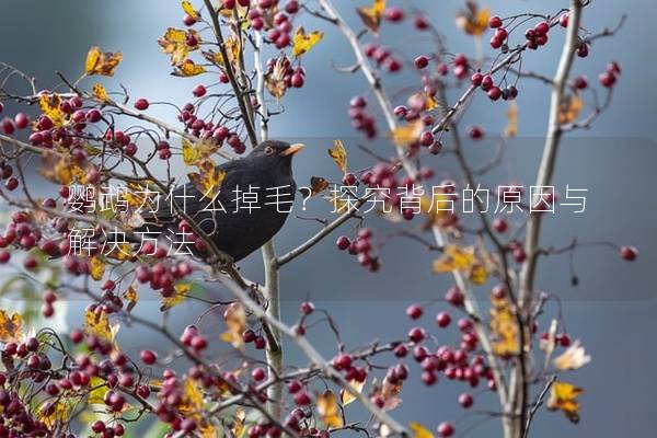 鹦鹉为什么掉毛？探究背后的原因与解决方法