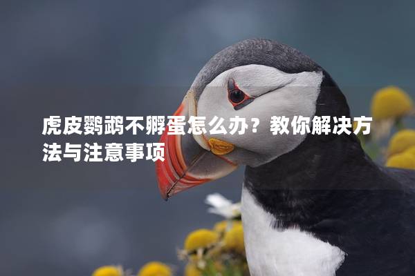 虎皮鹦鹉不孵蛋怎么办？教你解决方法与注意事项