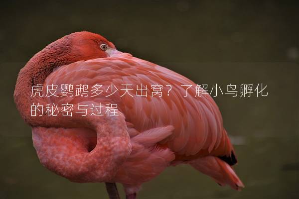 虎皮鹦鹉多少天出窝？了解小鸟孵化的秘密与过程