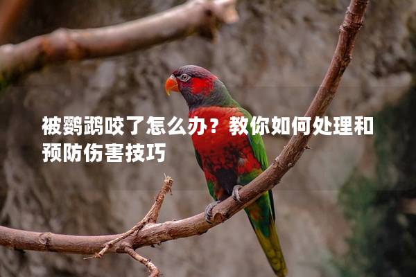 被鹦鹉咬了怎么办？教你如何处理和预防伤害技巧