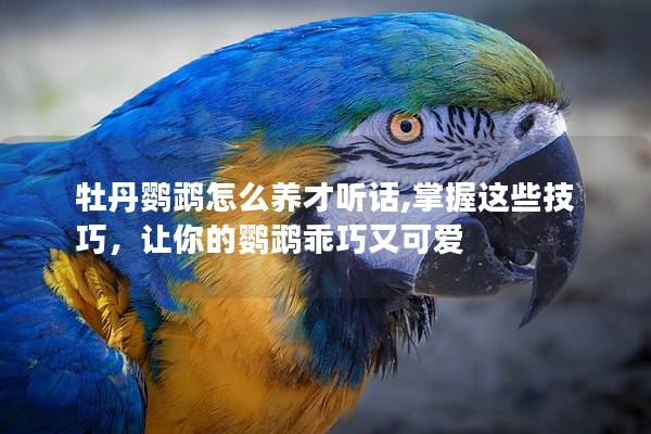 牡丹鹦鹉怎么养才听话,掌握这些技巧，让你的鹦鹉乖巧又可爱